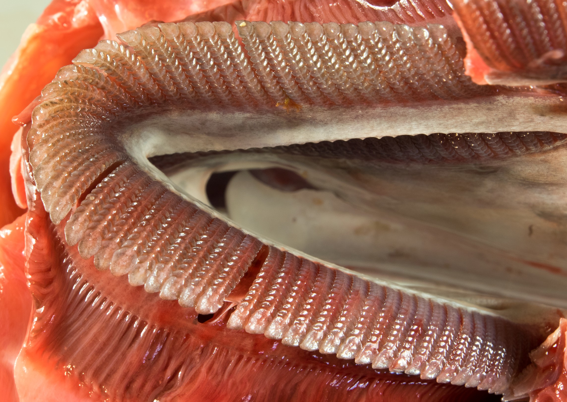Mobula kuhlii, head width 13.5 cm, gill filter plates, Socotra: Hadibo; S.V. Bogorodsky & Zajonz